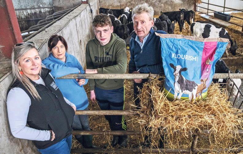 How the Nolan family is building its future herd