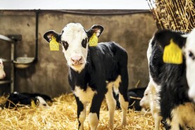 More beef calves born on NI farms