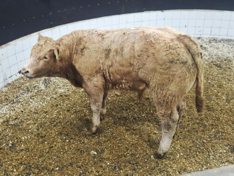 Watch: weanling bull tops Elphin Mart show and sale at €2,700