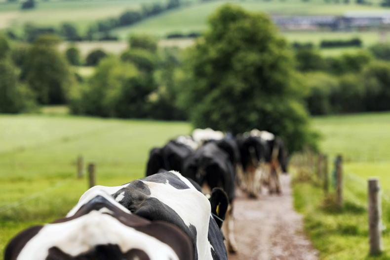 Agri jobs: Louth, Westmeath and Cork seek dairy farm workers