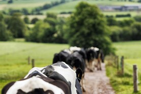 Agri jobs: Louth, Westmeath and Cork seek dairy farm workers