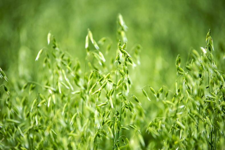 Majority of organic feed imported – mill needed