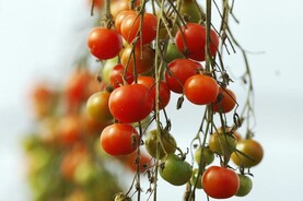 Italian criminal groups managing EU agricultural subsidies brought before judge