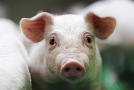 Smaller pig farms face extra costs and paperwork under new EU emissions rules