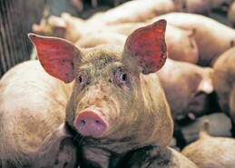 The Irish pig sector faces a challenging road ahead
