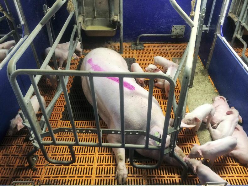 Pig farm cuts costs by €5.10 per pig after delaying weaning
