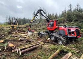 Seasonal timber harvesting ban may be on the cards to protect birds