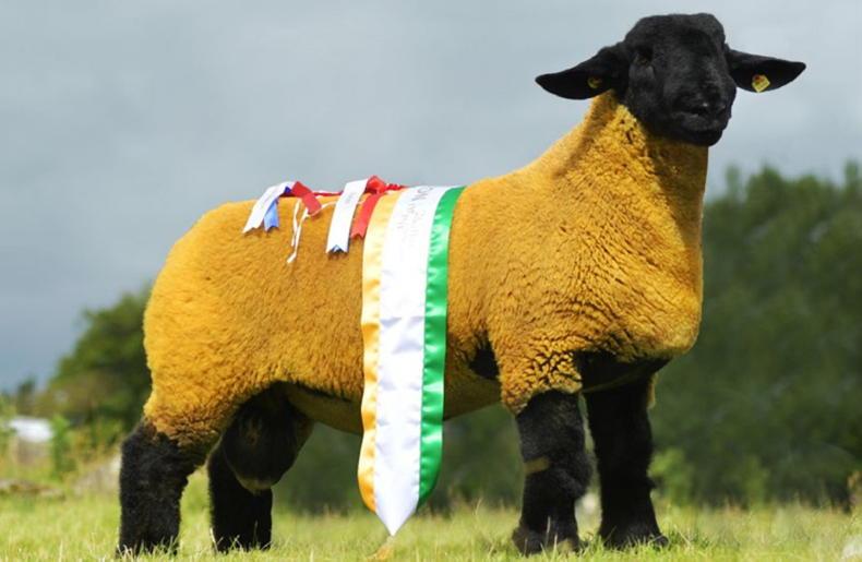 Kells annual on-farm female sale offers top-quality Suffolk genetics