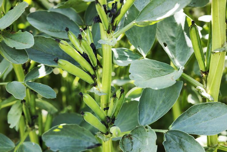 Growing barley after beans reduces environmental impact by 25%
