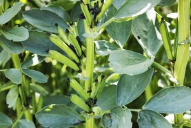 Growing barley after beans reduces environmental impact by 25%