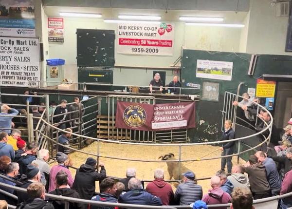 Munster Lanark sheep breeders first sale a great success