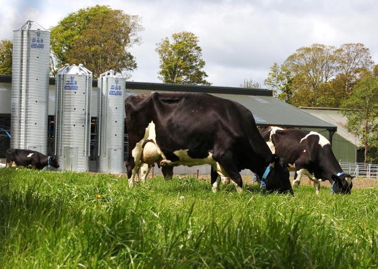 Can Irish grain improve dairy and livestock sustainability?