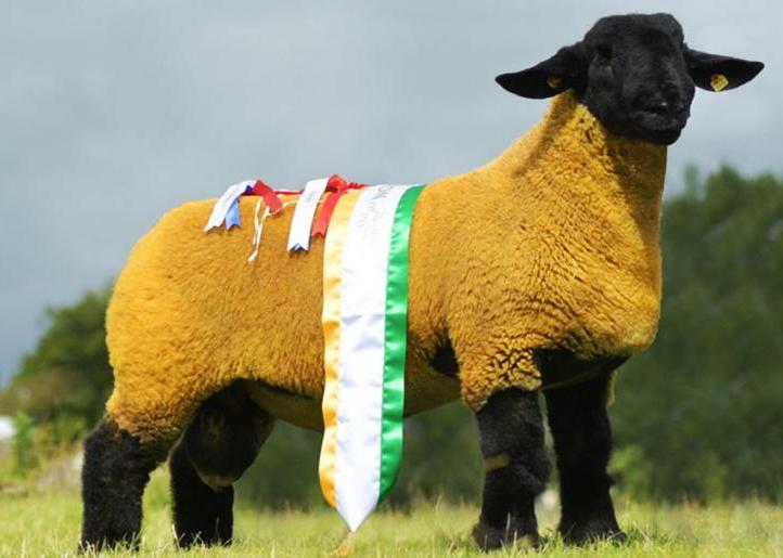 Gimmers sired by Kells T-Rex sire in demand among European buyers