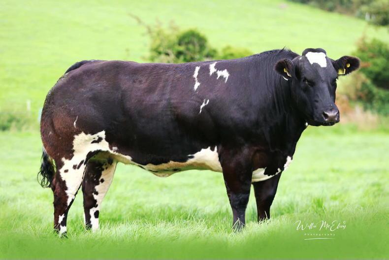 New sale record at Tumilty in-calf heifer sale