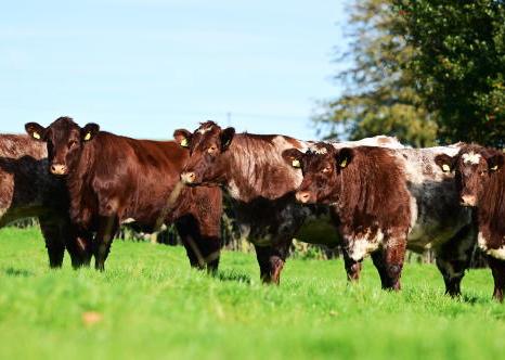 Glebefarm offers breeding females for the first time