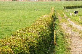 Judge quashes planning for farm sheds over hedgerow removal 