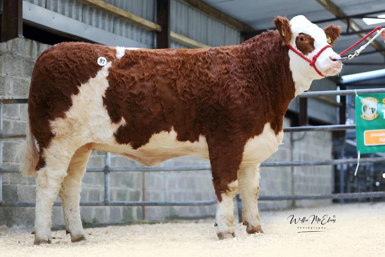 Heifer trade on fire at Simmental premier