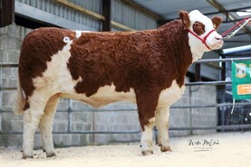 Heifer trade on fire at Simmental premier