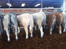 Algeria temporarily suspends live imports of cattle