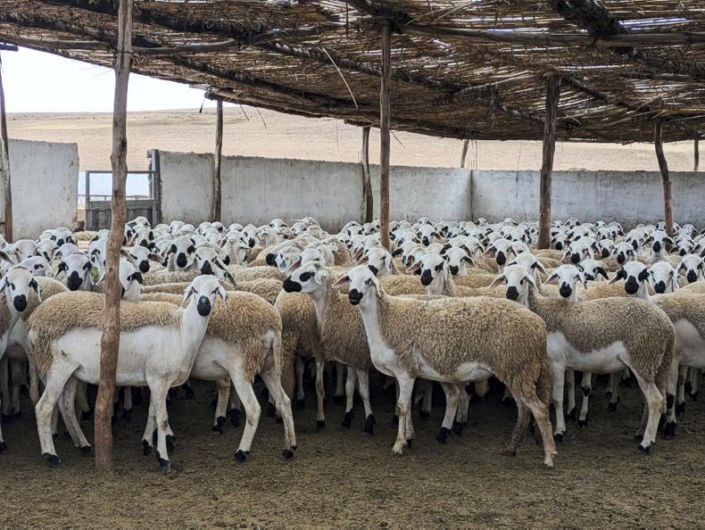 Rams selling for up to €1,000 per head in Morocco 