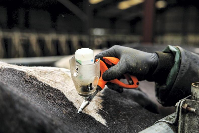 ICMSA criticises Minister’s ‘too little, too late’ bluetongue approach