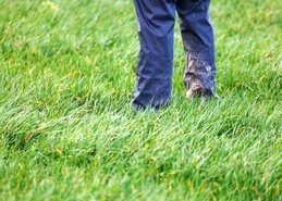 Estonian-built stump grinder is a game changer for Monaghan tree surgeon
