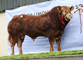 Kildare buyer secures top-priced Limousin bull at €17,000