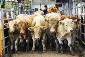 Camera at the Mart: Skibbereen sale sees over 1,000 cattle on offer
