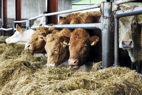 IFA claims TB levy hike before end of year is not 'done deal'
