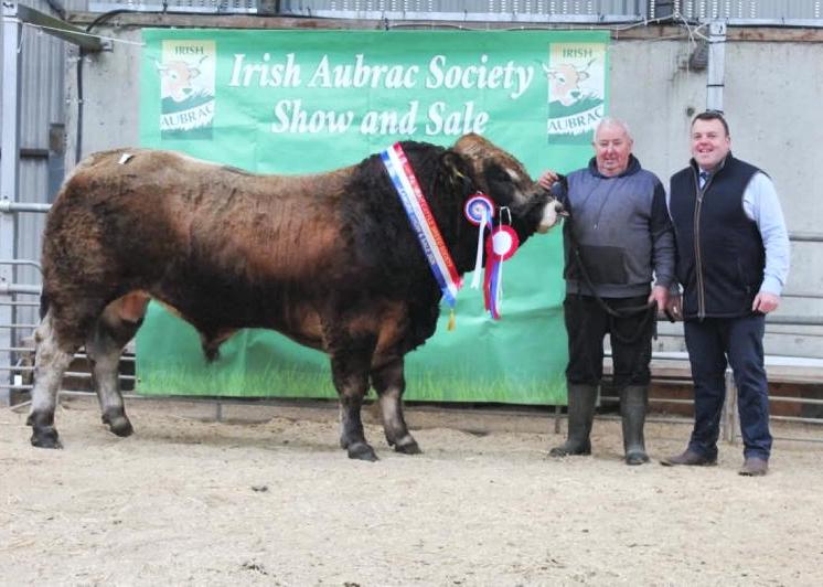Johnstown Volcano sets new Irish Aubrac sale record