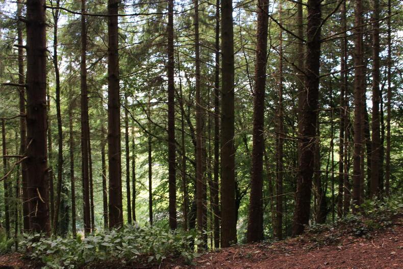 Proposals to strengthen ESB powers a 'significant concern' for forest landowners