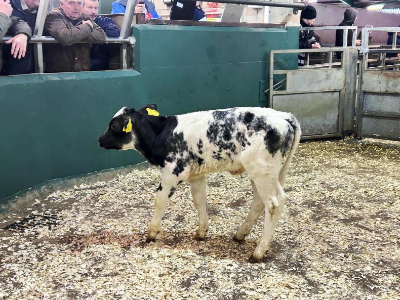Camera at the Mart: keen demand for dropped calves at Omagh Mart