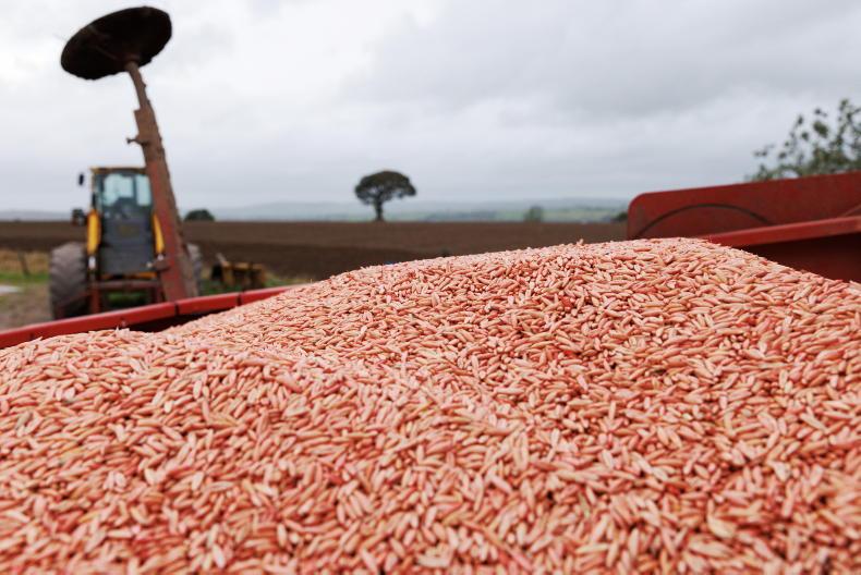 Winter crops set to hold steady for 2027 as oats recover