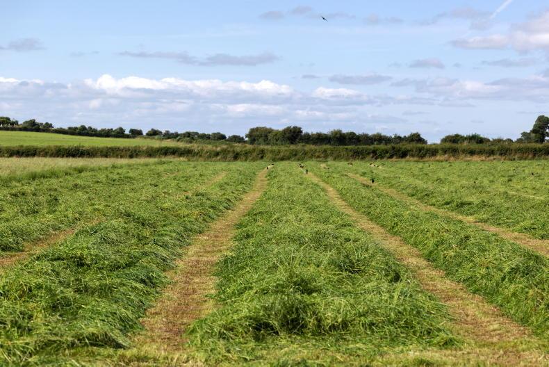 High NI demand for conacre land