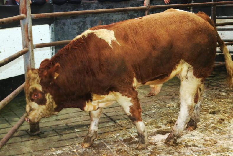 Camera at the Mart: keen farmer demand seen in Ballymahon