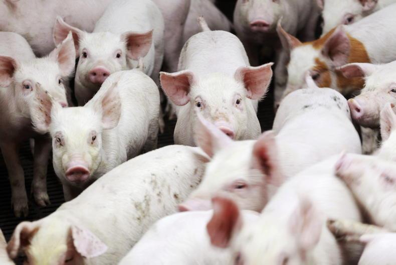 Pig losses heading towards €700,000 per week