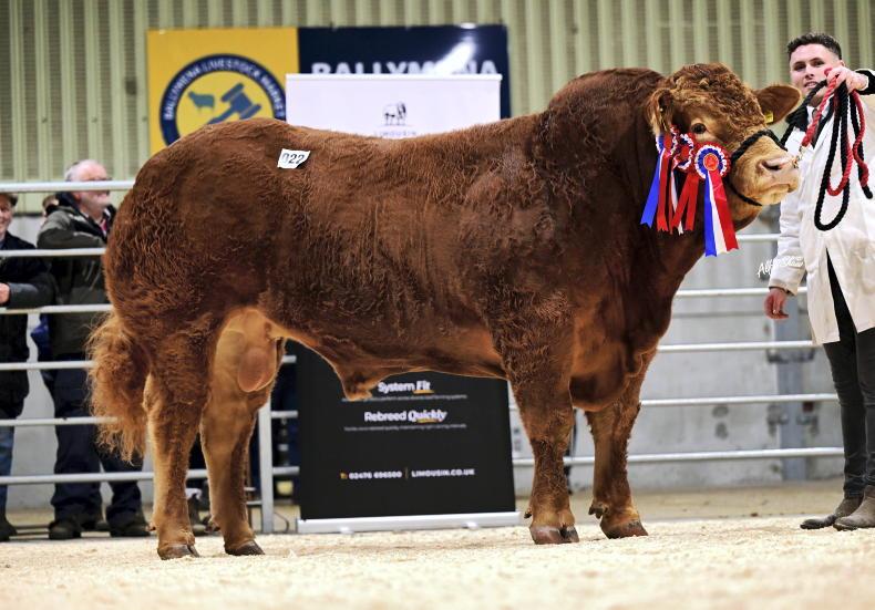 Limousin bulls in demand at Ballymena