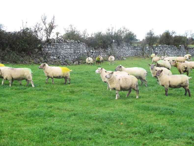 Sheep management: guarding against fertility issues, bluetongue virus and FYM 