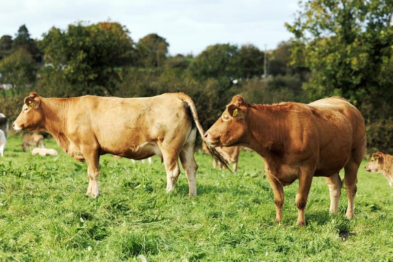 Grass+ Beef: every day a bonus from now