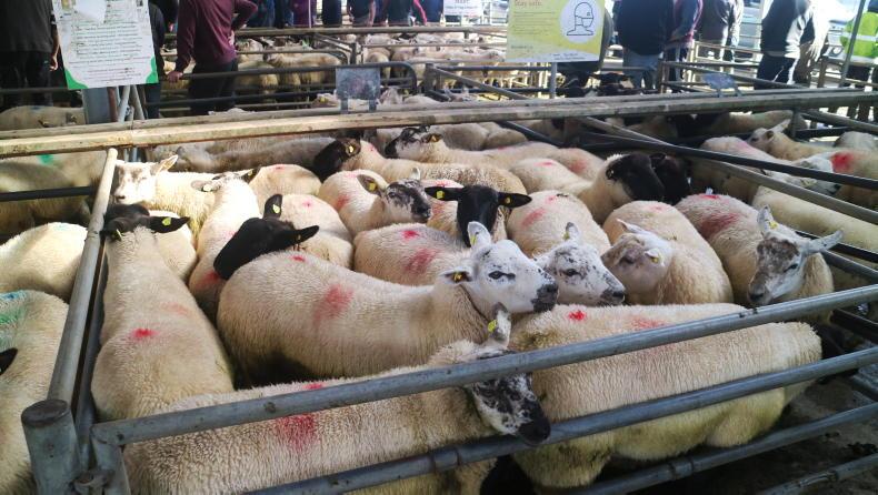 Sheep mart prices: all classes of sheep a steady trade