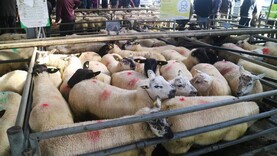 Sheep mart prices: all classes of sheep a steady trade