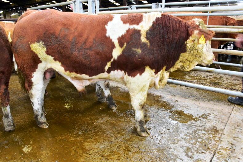 Northern View: cattle quotes hold on in most cases