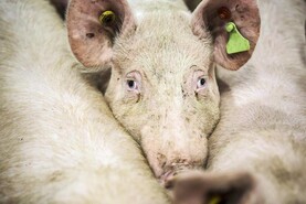 Ban on carbon-dioxide stunning of pigs