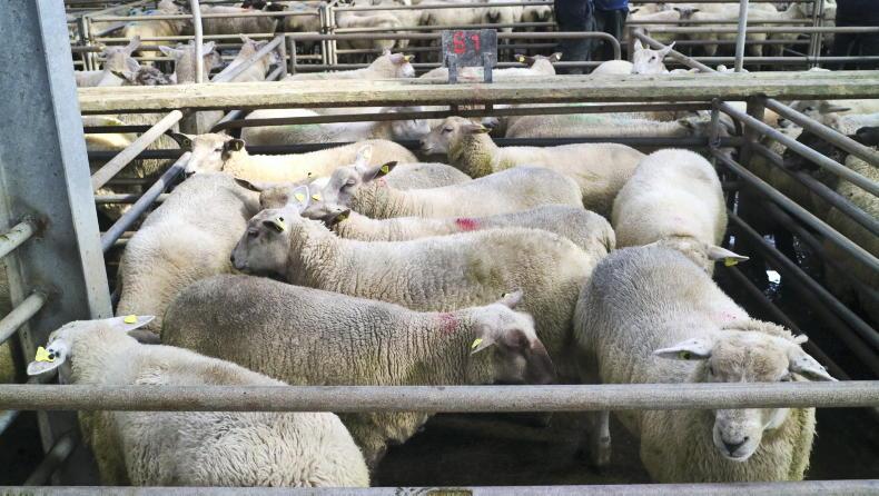 Lamb prices €5 to €8/head above 2025 returns