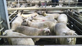 Lamb prices €5 to €8/head above 2025 returns