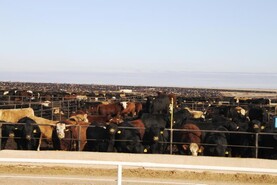 Diesel and beef quotas among farmers' main issues ahead of US mid-term vote