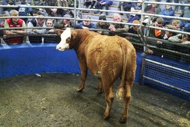 Tullamore Farm in-calf heifers average €3,687/head in Roscrea Mart