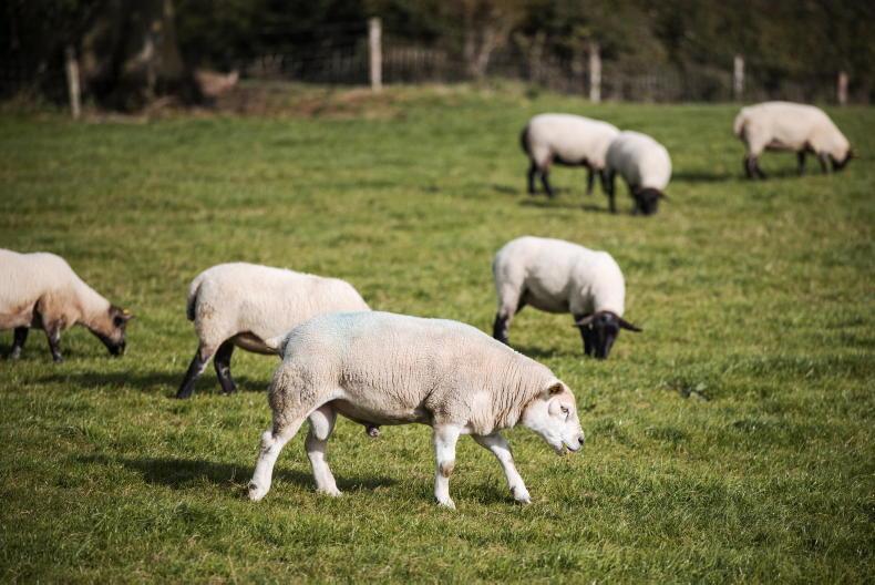 Cattle housed on Tullamore Farm 