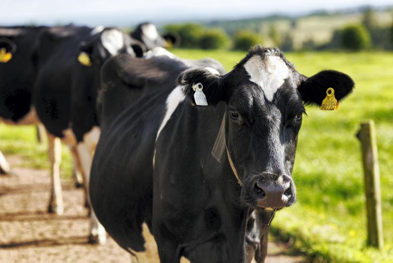 Agri jobs: dairy farm workers in high demand from north to south