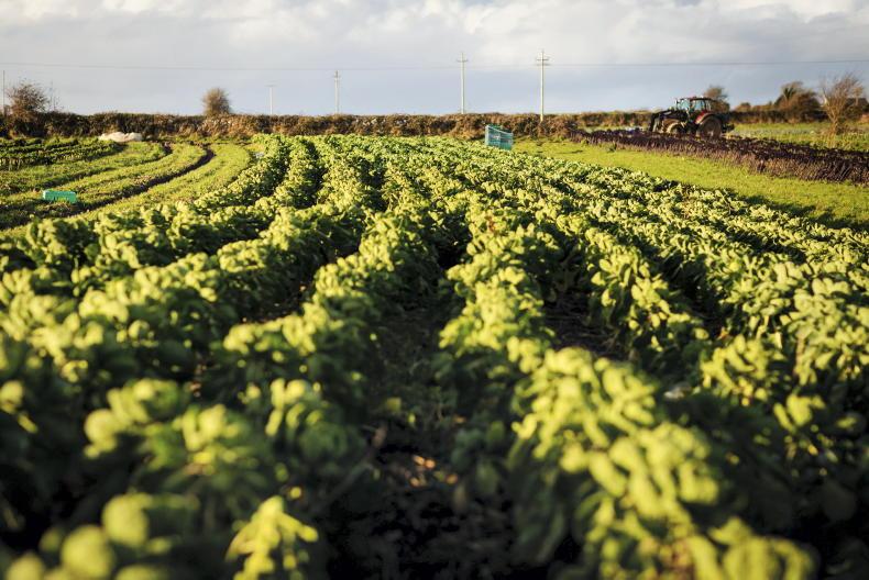 Organic food supply chain would be enhanced under new EU regulations - IFA